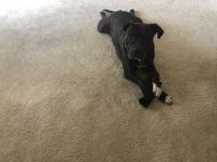 American Staffordshire Terrier Puppies for sale in Bowie, MD, USA. price: NA