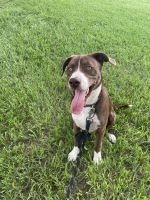 American Staffordshire Terrier Puppies for sale in Valrico, FL, USA. price: NA