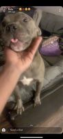 American Staffordshire Terrier Puppies for sale in Overland Park, KS, USA. price: NA