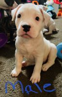 American Staffordshire Terrier Puppies for sale in Jacksonville, FL 32221, USA. price: NA