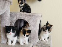 American Wirehair Cats for sale in Castroville, CA 95012, USA. price: NA