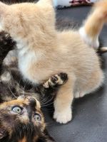 American Wirehair Cats for sale in Yacolt, WA 98675, USA. price: $150