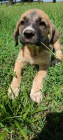 Anatolian Mastiff Puppies for sale in Leighton, AL 35646, USA. price: $200