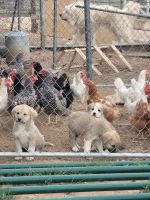 Anatolian Shepherd Puppies for sale in Denver, CO 80249, USA. price: NA