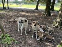 Anatolian Shepherd Puppies for sale in Satsuma, FL 32189, USA. price: NA