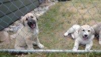 Anatolian Shepherd Puppies for sale in Franktown, CO 80116, USA. price: NA