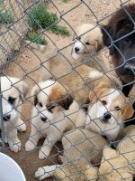 Anatolian Shepherd Puppies for sale in Denver, CO 80249, USA. price: NA