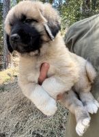 Anatolian Shepherd Puppies for sale in Placerville, CA 95667, USA. price: NA