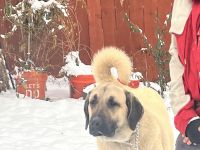 Anatolian Shepherd Puppies for sale in The Dalles, OR 97058, USA. price: NA