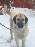 Anatolian Shepherd Puppies for sale in The Dalles, OR 97058, USA. price: NA