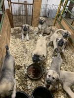 Anatolian Shepherd Puppies for sale in Joshua, TX, USA. price: NA