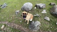 Anatolian Shepherd Puppies for sale in Penn Valley, CA 95946, USA. price: NA