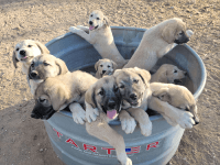 Anatolian Shepherd Puppies for sale in Seminole, TX 79360, USA. price: NA