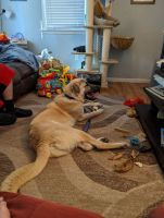 Anatolian Shepherd Puppies for sale in Springfield, WV 26763, USA. price: NA