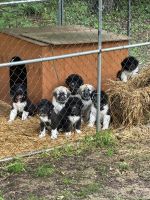 Anatolian Shepherd Puppies for sale in Ashland City, TN 37015, USA. price: $300