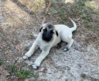 Anatolian Shepherd Puppies for sale in FL-47, Fort White, FL 32038, USA. price: $400