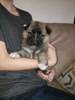 Anatolian Shepherd Puppies for sale in Bristol, Tennessee. price: $400