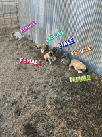 Anatolian Shepherd Puppies for sale in Meeker, Oklahoma. price: $100