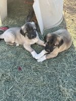 Anatolian Shepherd Puppies for sale in Meadview, Arizona. price: $900