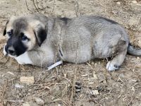 Anatolian Shepherd Puppies for sale in Montgomery, Louisiana. price: $400