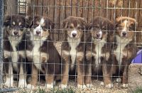 Anatolian Shepherd Puppies Photos