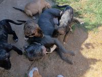 Anatolian Shepherd Puppies for sale in Richmond, Virginia. price: $400