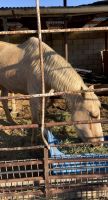 Andalusian Horses for sale in McFarland, CA 93250, USA. price: NA