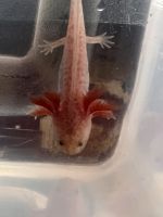 Anderson's Salamander Amphibians Photos