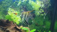 Angelfish Fishes for sale in Kulpmont, PA 17834, USA. price: NA
