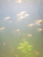 Angelfish Fishes for sale in Woburn, MA, USA. price: NA