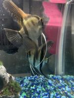 Angelfish Fishes for sale in Homer Glen, IL 60441, USA. price: NA