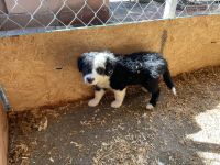 Anglo-Francais de Petite Venerie Puppies for sale in Riverside, CA, USA. price: NA