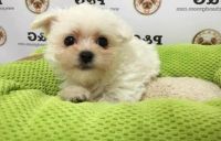 Anglo-Francais de Petite Venerie Puppies for sale in Los Angeles, CA, USA. price: NA