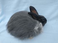 Angora rabbit Rabbits for sale in Cameron, MO 64429, USA. price: NA