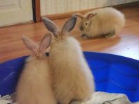 Angora rabbit Rabbits for sale in Manchester, KY 40962, USA. price: NA