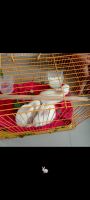 Angora rabbit Rabbits for sale in Shahbaz Village, Sector 20, CBD Belapur, Navi Mumbai, Maharashtra 400614, India. price: 2000 INR