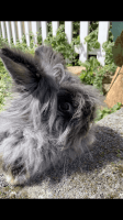 Angora rabbit Rabbits for sale in Newport, PA 17074, USA. price: NA
