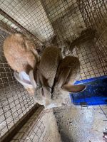 Angora rabbit Rabbits for sale in Valasaravakkam, Chennai, Tamil Nadu 600087, India. price: 1500 INR