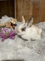 Angora rabbit Rabbits for sale in Warren, MI, USA. price: NA