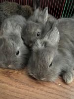 Angora rabbit Rabbits for sale in Bristol, TN, USA. price: NA