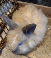 Angora rabbit Rabbits for sale in Munith, Michigan. price: $125