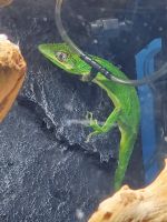 Anole Reptiles for sale in Deer Park, TX 77536, USA. price: NA