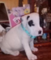 Antebellum Bulldog Puppies for sale in Chipley, FL 32428, USA. price: NA