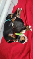 Appenzell Mountain Dog Puppies Photos
