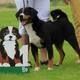 Appenzell Mountain Dog Puppies for sale in San Jose, CA, USA. price: NA