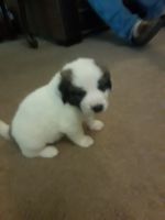 Appenzell Mountain Dog Puppies for sale in Fairfield Bay, AR, USA. price: NA