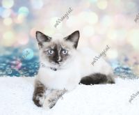 Applehead Siamese Cats for sale in Brookfield, MO 64628, USA. price: NA