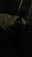 Applehead Siamese Cats for sale in 485 Clinton St, Cowlesville, NY 14037, USA. price: NA