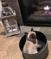 Applehead Siamese Cats for sale in Graham, WA 98338, USA. price: NA
