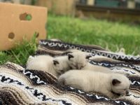 Applehead Siamese Cats for sale in Mesquite, TX, USA. price: NA